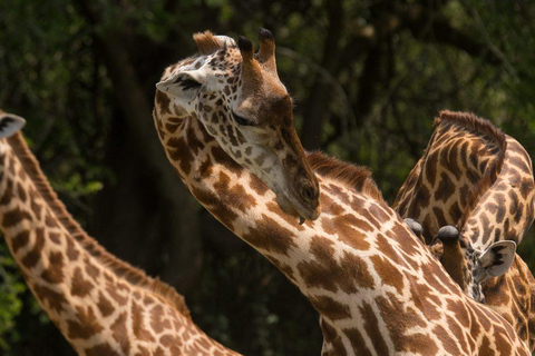 4-daagse luxe wildlife-avontuur in Rwanda4-daagse luxe safari in Rwanda