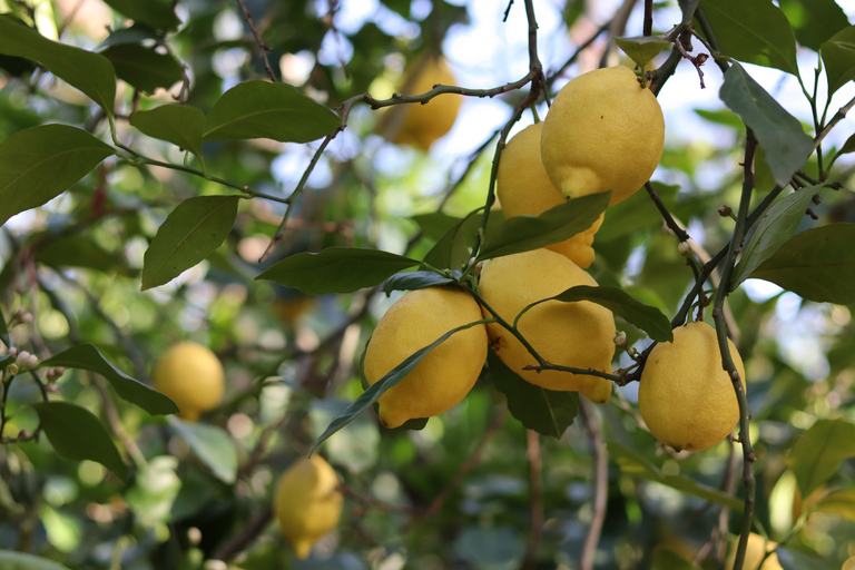 Sorrento: Guidet besök på olivkvarn med provsmakning