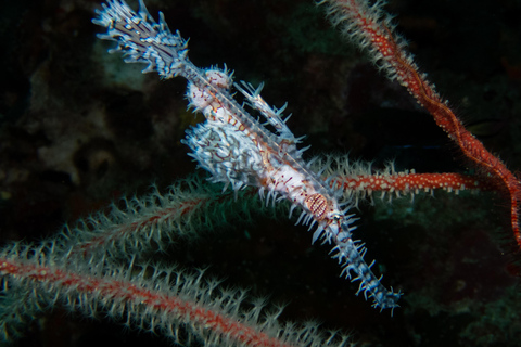 Phuket/Khao Lak: Similan Scuba Dive Day Trip by Speedboat MV Wave Rider | Surin Islands and Richelieu Premium 2-Dive