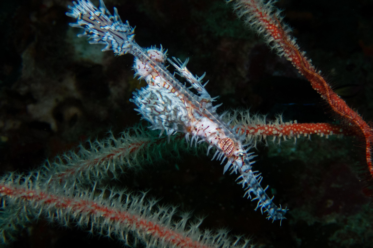 Phuket/Khao Lak: Similan Scuba Dive Day Trip by Speedboat MV Wave Rider | Surin Islands and Richelieu Premium 2-Dive