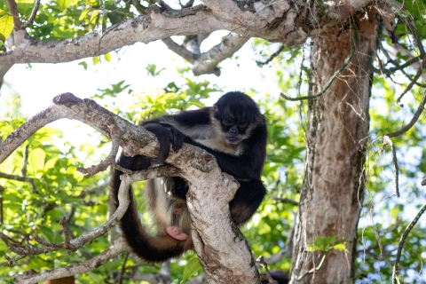 Van Veracruz: Catemaco, Nature, Waterfalls & Monkeys Tour