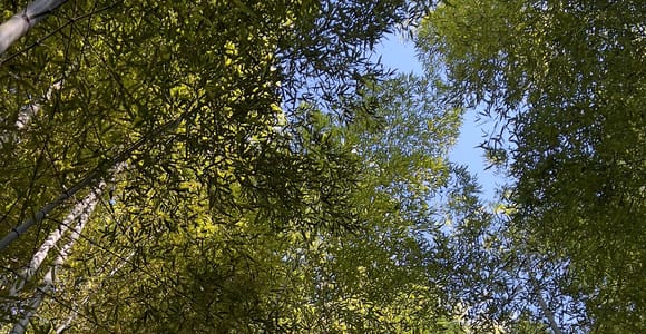 Kyoto: Arashiyama Bamboo Forest, Temple & History Group Tour