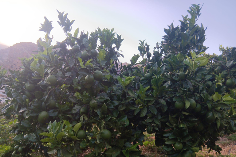 Finca Los Castaños: koffietour en proeverij in de Agaete-vallei