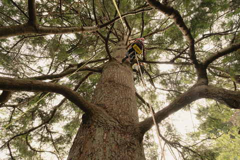 Vancouver Tree Climbing Tour: Canopy Expedition Adventure