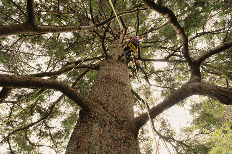Vancouver Tree Climbing Tour: Canopy Expedition Adventure