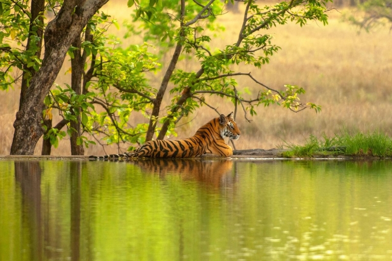 Z Delhi: 4-dniowe safari w Złotym Trójkącie i tygrysie RanthamborePrywatna wycieczka z 4-gwiazdkowym zakwaterowaniem