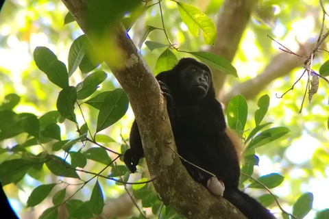 Uvita: Caño Island &amp; Corcovado National Park Combo Tour