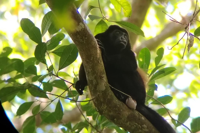 Uvita: Caño Island &amp; Corcovado National Park Combo Tour