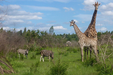 Maputo Reserve National Park: Epic One-Day Safari