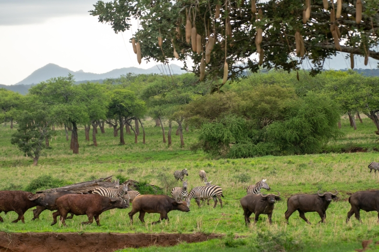 Safari Oeganda Adve-Cultureel Circuit