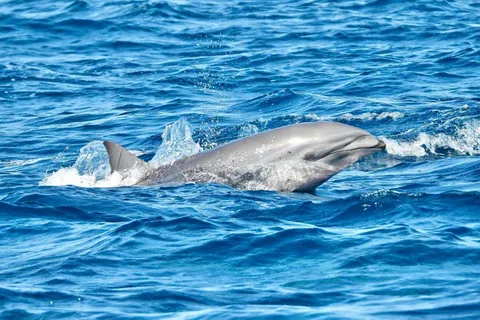 Fort-de-France: Half-Day Martinique Dolphin & Volcano Cruise