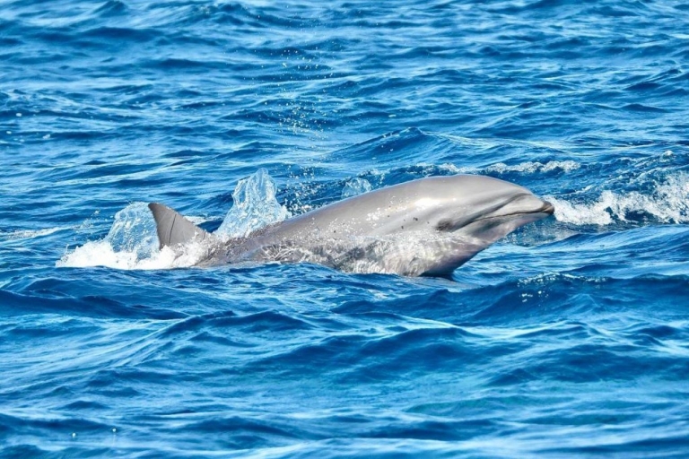 Martynika: Półdniowy rejs z delfinami i wulkanem
