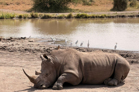 Nairobi National Park: Early Morning or afternoon adventure Early morning game drive in a Landcruiser JEEP