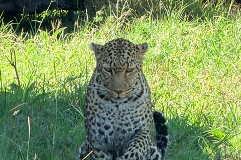 From Nairobi: 2 Days Maasai Mara Group Safari in 4WD Jeep 2 Days Maasai Mara Private safari