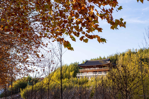 Busan: Damyang Juknokwon Bamboo Forest & Metasequoia Road Damyang Autumn Group Tour, Meet at Busan Subway Station