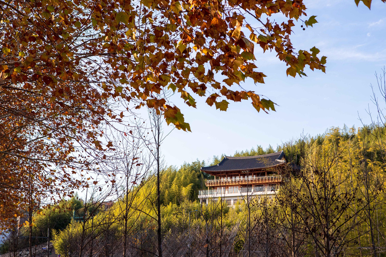 Busan: Damyang Juknokwon Bamboo Forest & Metasequoia Road Damyang Autumn Group Tour, Meet at Busan Subway Station