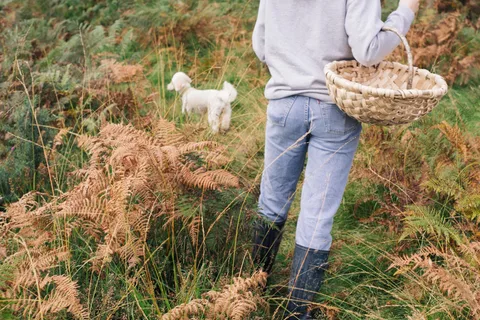 Foraging Walk für Anfänger: Wild Foodtour Rundgang & Verkostung