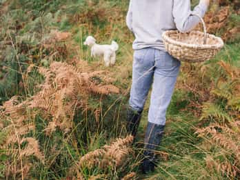 Beginner Foraging Walk: Wild food walking tour & tasters