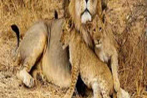 Amazing 8-Days Tour Tarangire & Serengeti Tanzania Safari