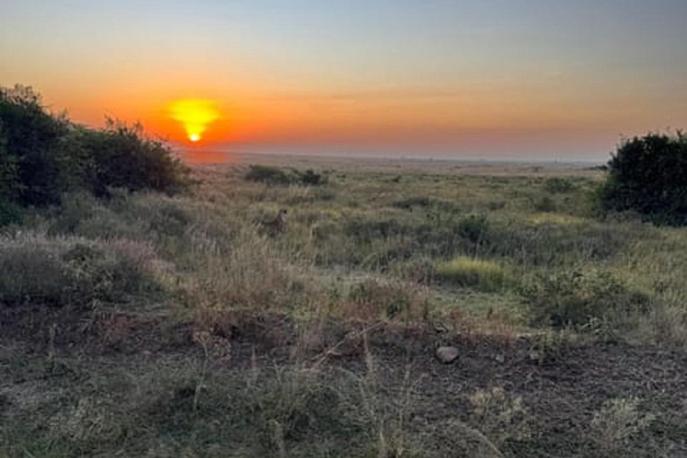 Parco nazionale di Nairobi, orfanotrofio degli elefanti e centro delle giraffeParco Nazionale di Nairobi, DSWT e Centro delle Giraffe senza ingresso