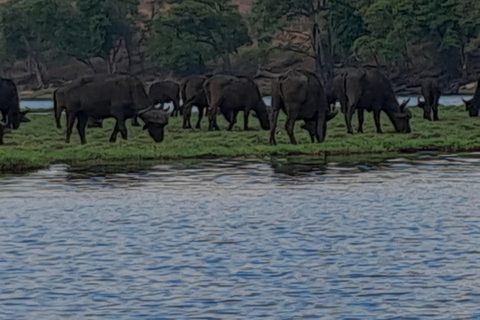 2 Day one night chobe safaris