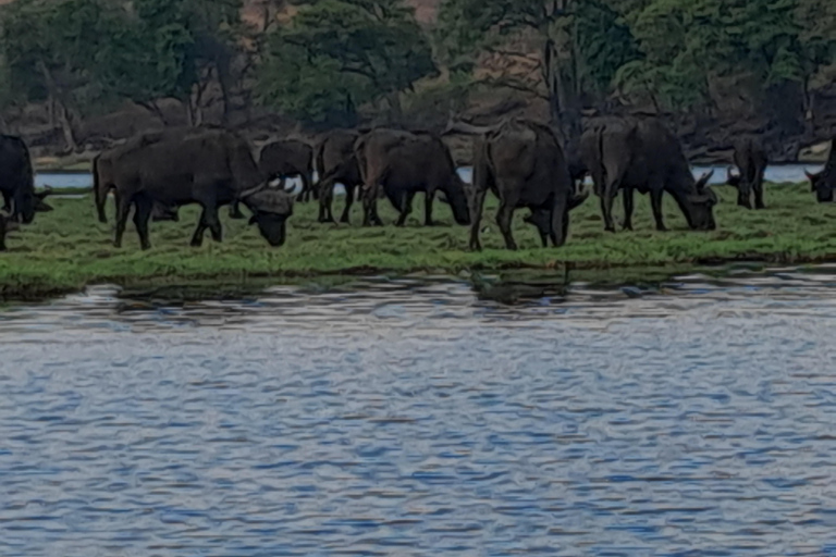 2 Day one night chobe safaris