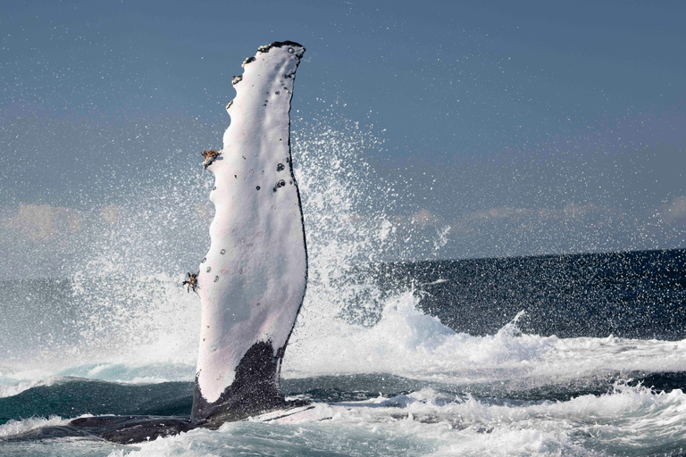 Gold Coast/Coolangatta: Whale Watching with Marine Biologist