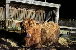 Edinburgh: Private Tagestour zu den Highlands & Loch Ness