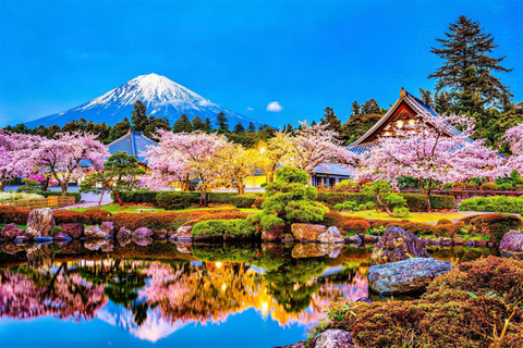 Tokyo:Cherry Blossom Mt Fuji & Shibazakura Festival Day Trip 07:30 Pick&Drop from Hotel/BnB