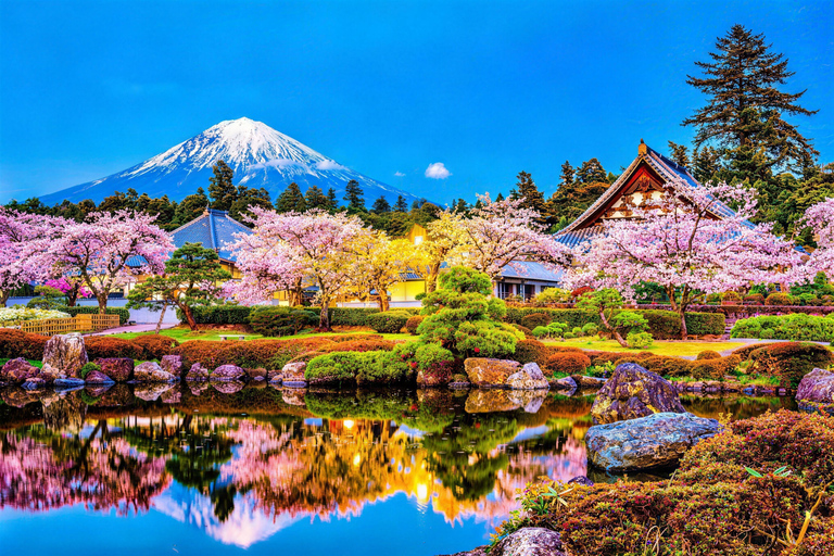 Tokyo:Cherry Blossom Mt Fuji & Shibazakura Festival Day Trip 07:30 Pick&Drop from Hotel/BnB
