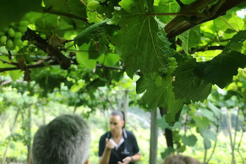 Madeira - Tour dei vigneti Degustazione di vini - Incluso