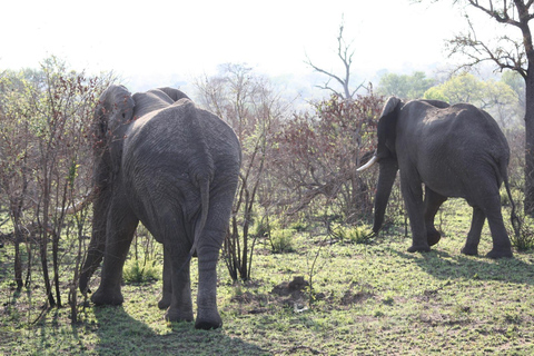 Från Johannesburg: Kruger 4 Dagars Safari