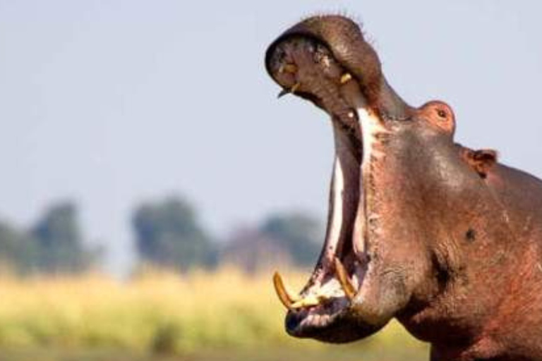 2-Day Chobe Safari at Elephant Valley Lodge