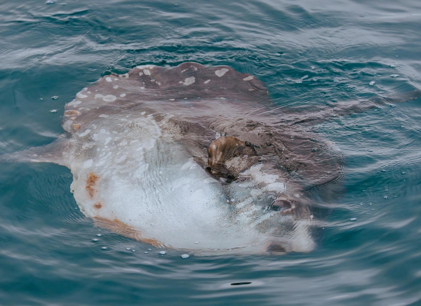 Walvis Bay: Marine Big 5 luksus katamaran tur