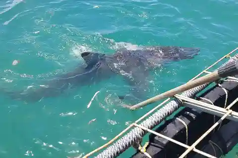 GANSBAAI: Shark and Crocodile Diving Combo