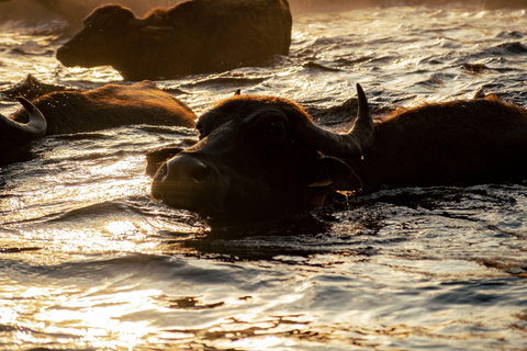8-Day Zambia and Zimbabwe Safari Tour with Transfers