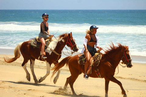 Cabo San Lucas: Horseback Riding on the Beach Experience Migriño Horseback Riding PRO