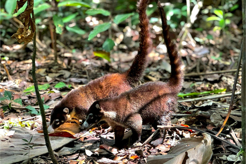 Uvita: Corcovado Rainforest & Wildlife Adventure
