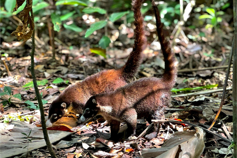 Uvita: Corcovado Rainforest & Wildlife Adventure