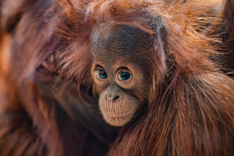 Chester: Chester Zoo toegangsbewijs