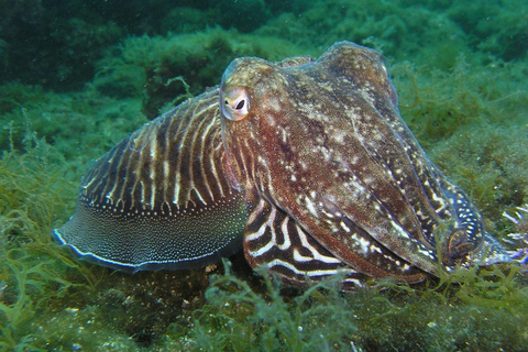 Lagos: 2 Tauchgänge an den lokalen Riffen (NUR FÜR CERTEFID-TAUCHER)