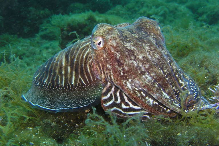 Lagos: 2 Tauchgänge an den lokalen Riffen (NUR FÜR CERTEFID-TAUCHER)