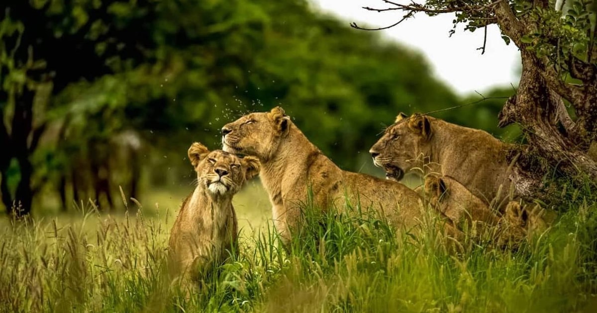 Arusha Safari de 2 días Parque Tarangire Lago Manyara GetYourGuide