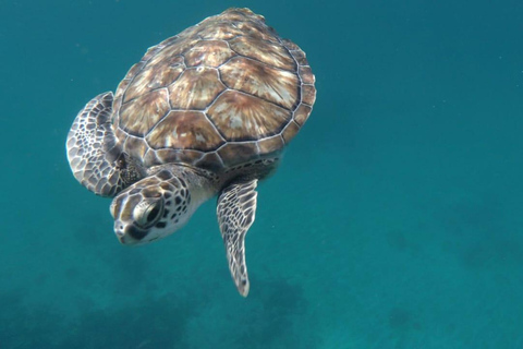 Poznaj żółwie: wycieczka z przewodnikiem po nurkowaniu w São PedroPoznajcie żółwie: wycieczka z przewodnikiem z nurkowaniem w São Pedro