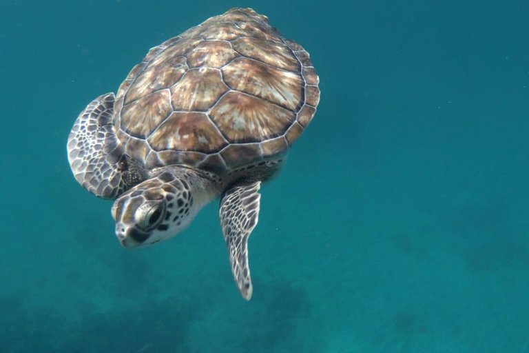 Poznaj żółwie: wycieczka z przewodnikiem po nurkowaniu w São PedroPoznajcie żółwie: wycieczka z przewodnikiem z nurkowaniem w São Pedro