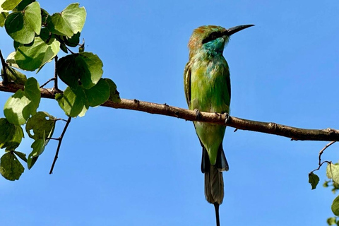 Coast to Ella: Private Safari & Scenic Transfer
