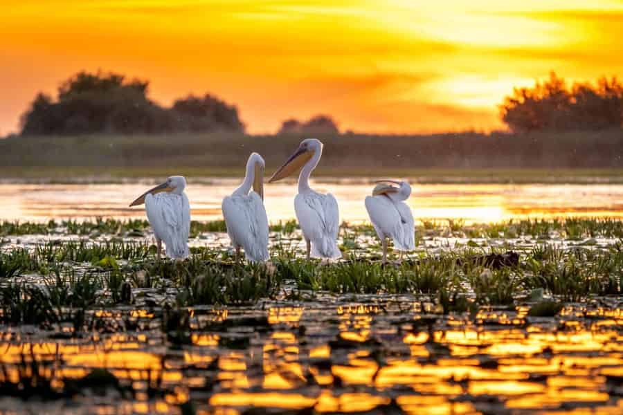 Ab Tulcea: Donaudelta-Erlebnis – Natur- und Wildtier-Tour. Foto: GetYourGuide Ab Tulcea: Donaudelta-Erlebnis – Natur- und Wildtier-Tour. Foto: GetYourGuide