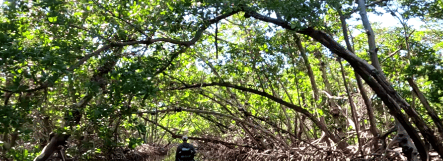 Bradenton : Visite guidée en kayak à pédales