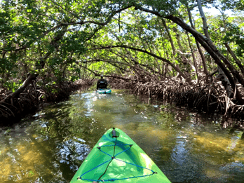 Bradenton: Tour guiado de caiaque com pedal