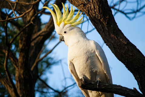 Intimate Blue Mountains Wild Kangaroos, Wilderness & Sunset